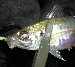 ナイトアジング