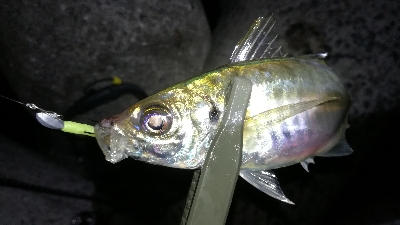 ナイトアジング