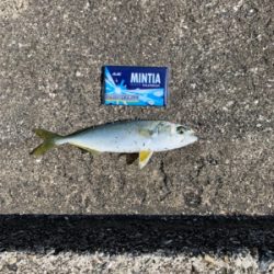 ジグサビキでサゴシ