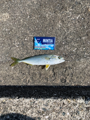 ジグサビキでサゴシ