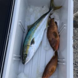 ロックフィッシュとジギング