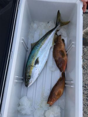 ロックフィッシュとジギング