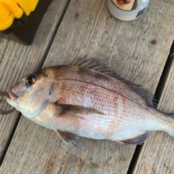 釣堀田尻初サンクスコース