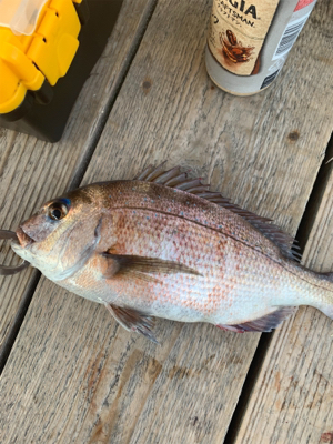 釣堀田尻初サンクスコース