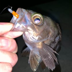 雨が降ってもアジング メバリング