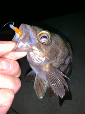 雨が降ってもアジング メバリング