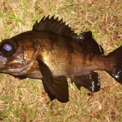 アジンガー1815〜1900