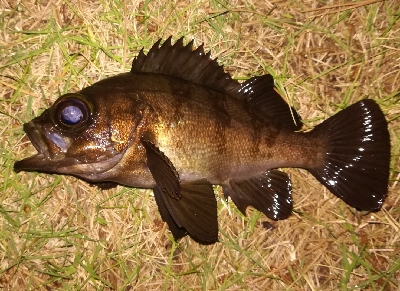 アジンガー1815〜1900