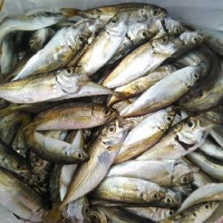 小雨のち豆アジのちツバス