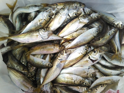 小雨のち豆アジのちツバス