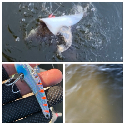 シーバス放浪も