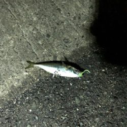 たくさん釣れました