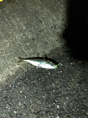 たくさん釣れました