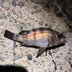 小メバルとガシラ