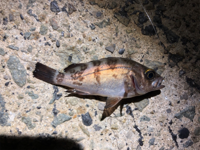 小メバルとガシラ