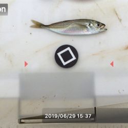 梅雨の晴れ間に投げ釣り