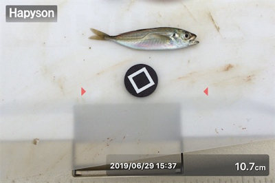 梅雨の晴れ間に投げ釣り