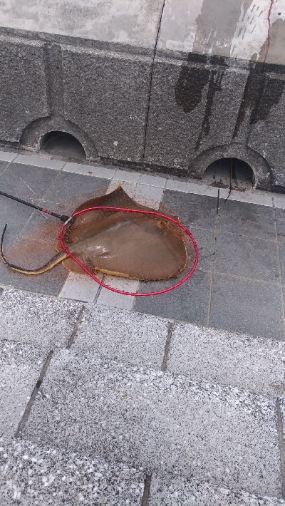 6/23釣果チヌツバス豆アジ小サバなぜかカニ