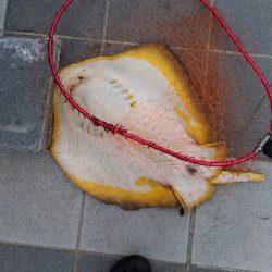 6/29釣果太刀魚ツバス豆アジ小サバアカエイエソ