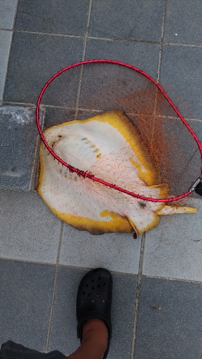 6/29釣果太刀魚ツバス豆アジ小サバアカエイエソ