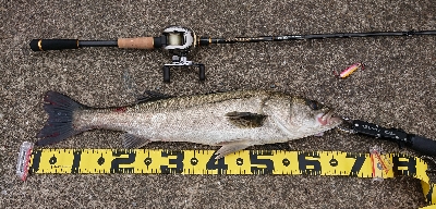 令和一の停泊船ゲーム