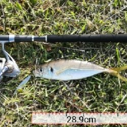 アジンガー1815〜1930