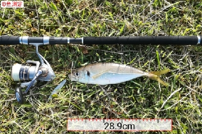 アジンガー1815〜1930