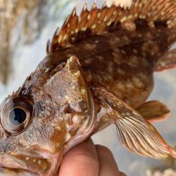 ロックフィッシュ大量