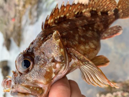 ロックフィッシュ大量