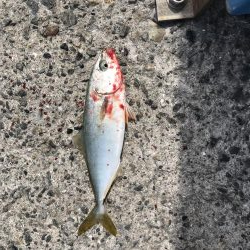 ツバス湧いてます