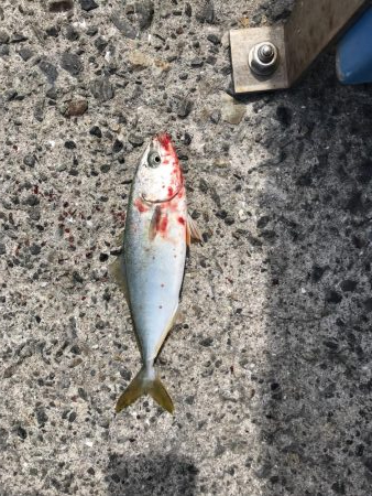 ツバス湧いてます