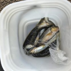 何年かぶりの…