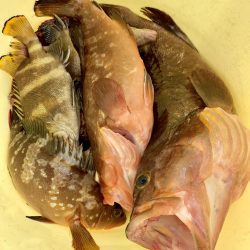 久しぶりの地元からの釣行