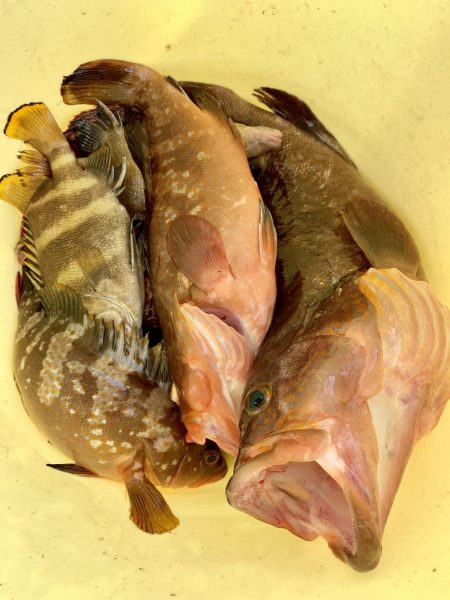 久しぶりの地元からの釣行