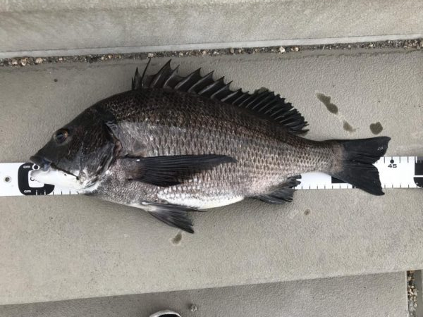 イチノ兄弟、釣果!