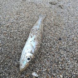 キス不調・・・？