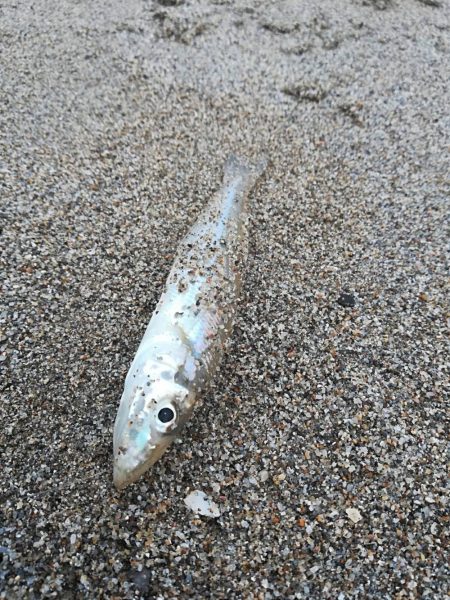 キス不調・・・？