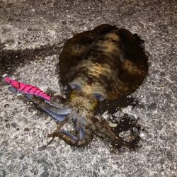 またもや二キロ越えか！？