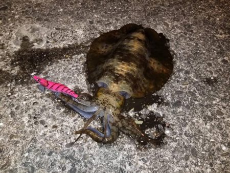 またもや二キロ越えか！？