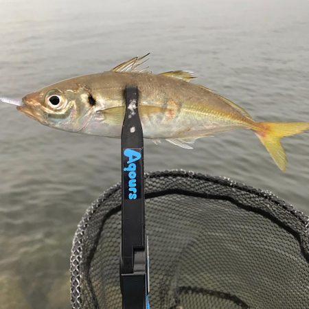 雨降りアジング！