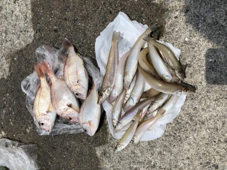 ようやく釣れました。