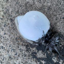 モンゴウイカ、回遊魚