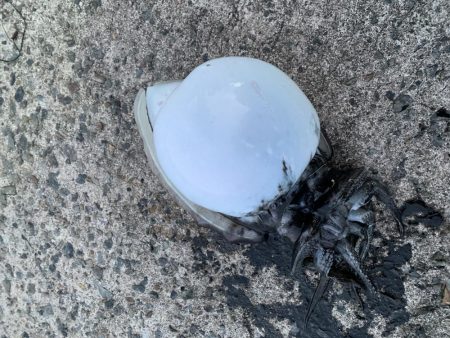 モンゴウイカ、回遊魚