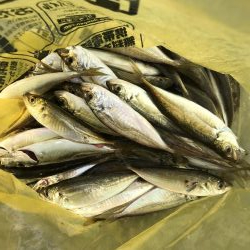 豆アジの季節 おせんの季節