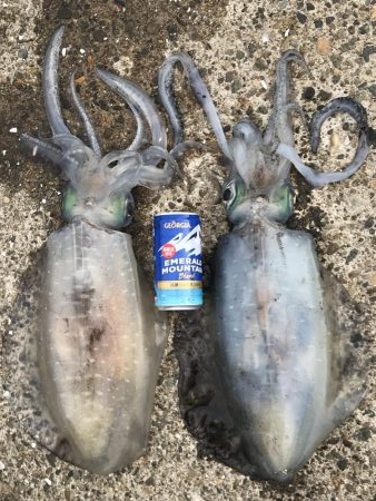 約1年半ぶりの投稿