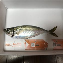 イカメタル バチコン釣行