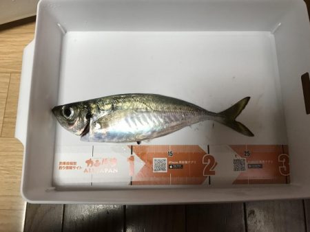 イカメタル バチコン釣行