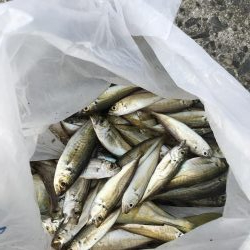 モジャ公とゆかいな仲間たち