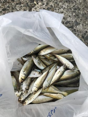 モジャ公とゆかいな仲間たち