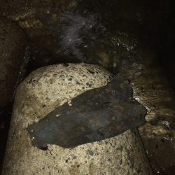 ツバスの口は小さい